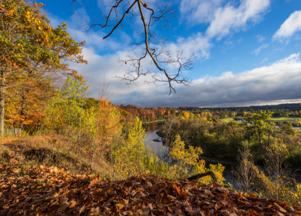 A forest and escarpment in the fall